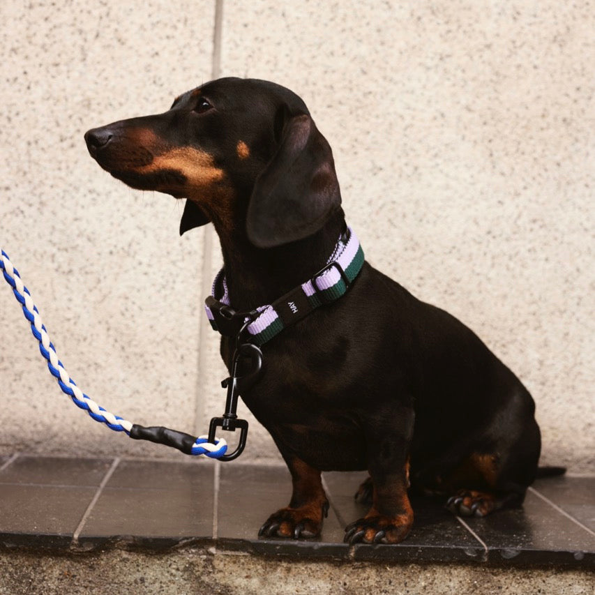 HAY Halsband „Flat Lavender & Green (S/M)“ | Sanft & modern | HAY Dogs
