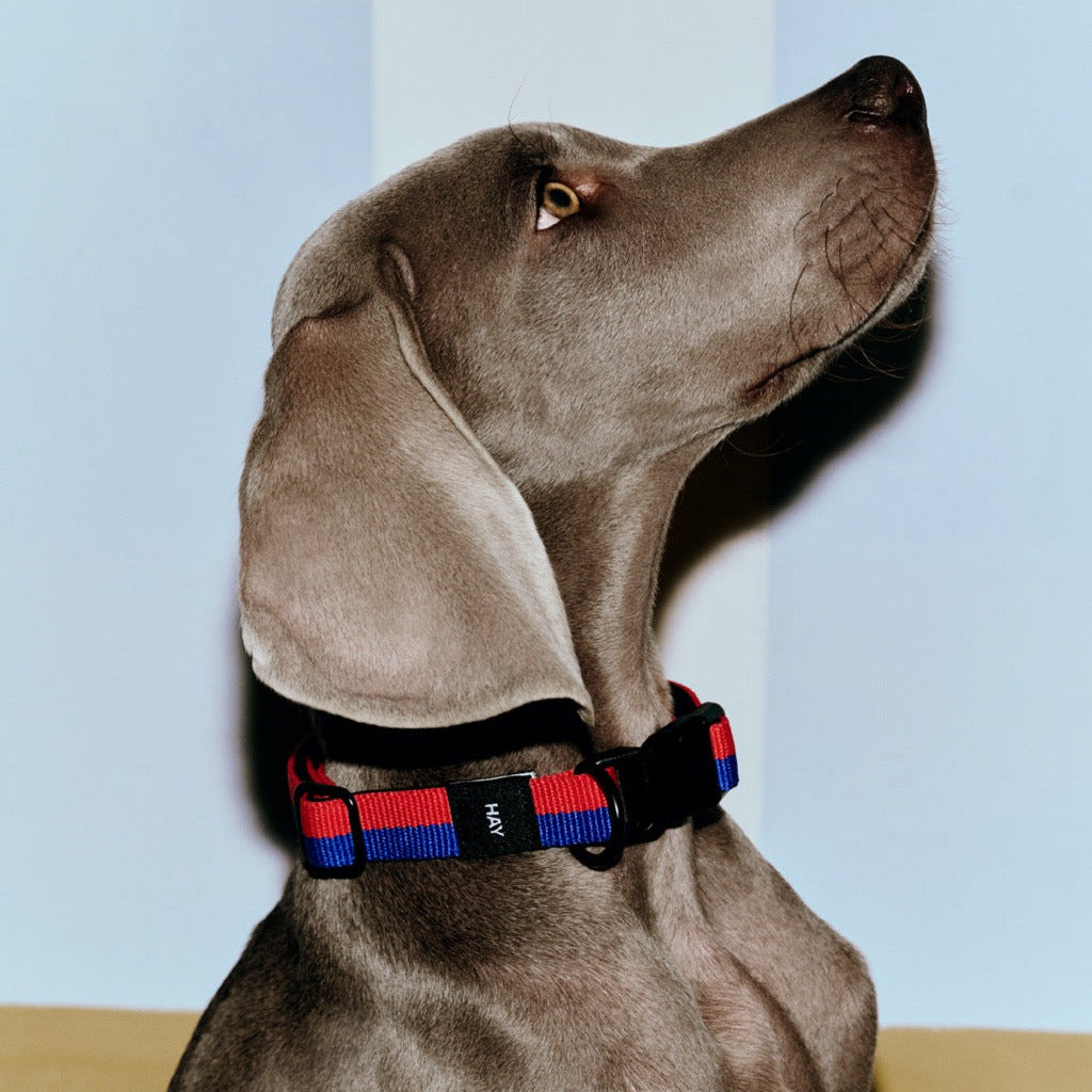 HAY Halsband „Flat Red & Blue (S/M)“ | Farbiger Akzent | HAY Dogs
