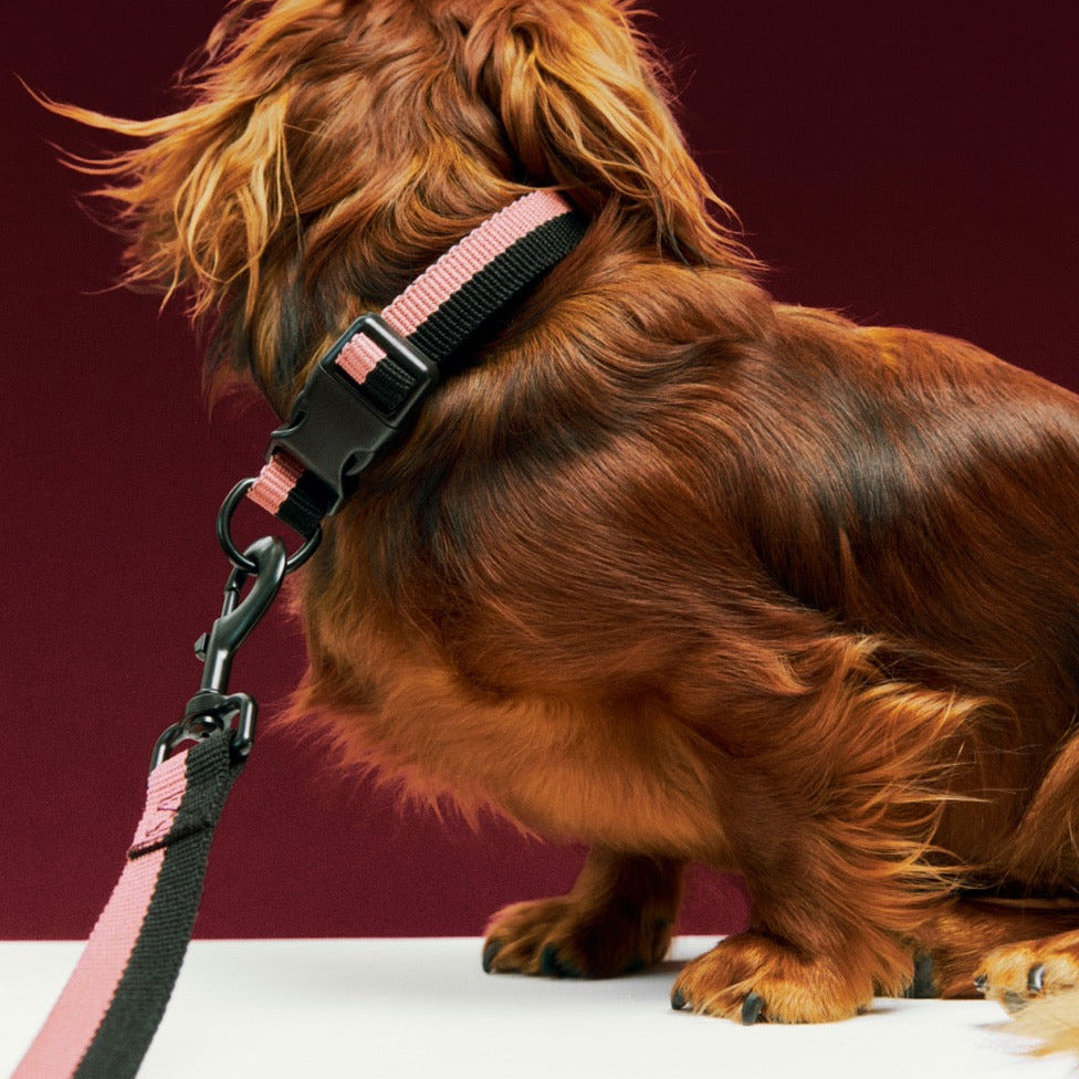 HAY Hundeleine „Flat Pink & Black (M/L)“ | Knallig & alltagstauglich | HAY Dogs