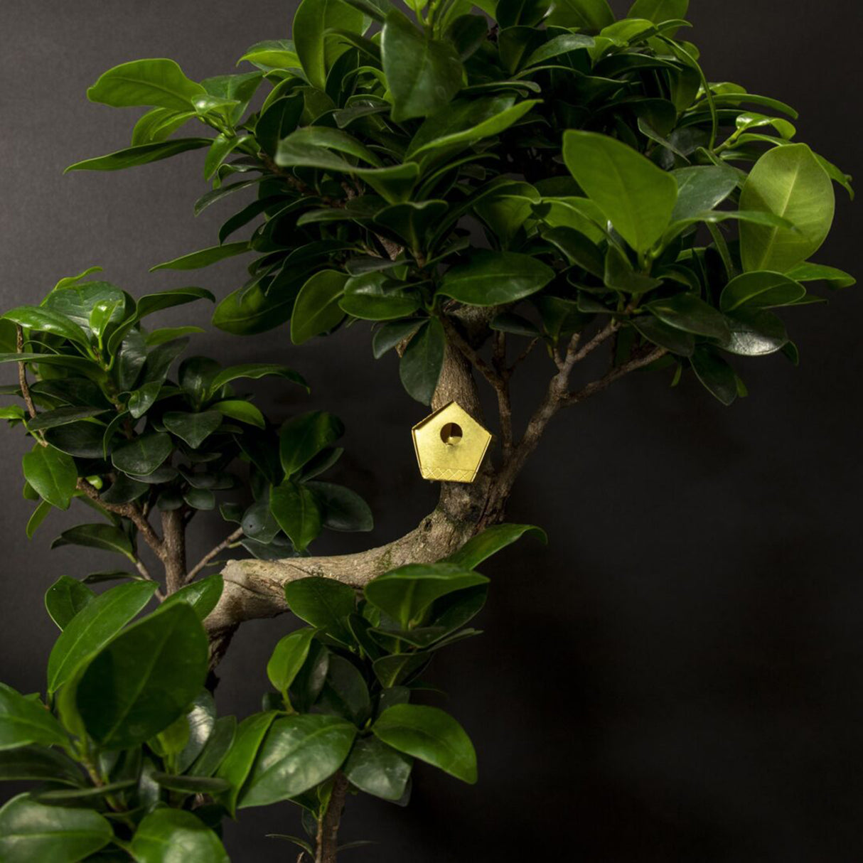 Botanopia Tiny Birdhouse für Zimmerpflanzen