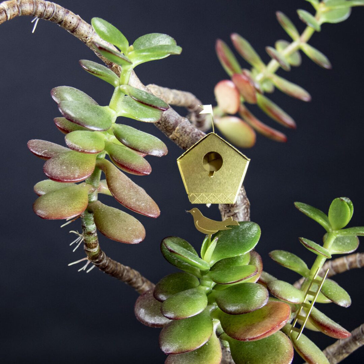 Botanopia Tiny Birdhouse für Zimmerpflanzen