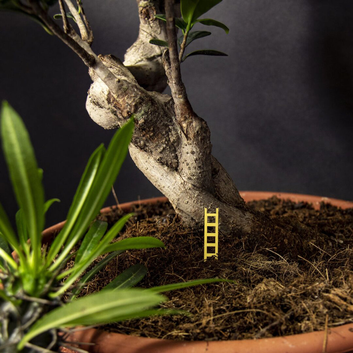 Botanopia Tiny Birdhouse für Zimmerpflanzen