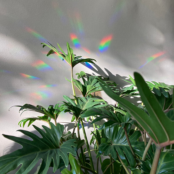 Botanopia Rainbow Sticker "Keep going to keep growing"