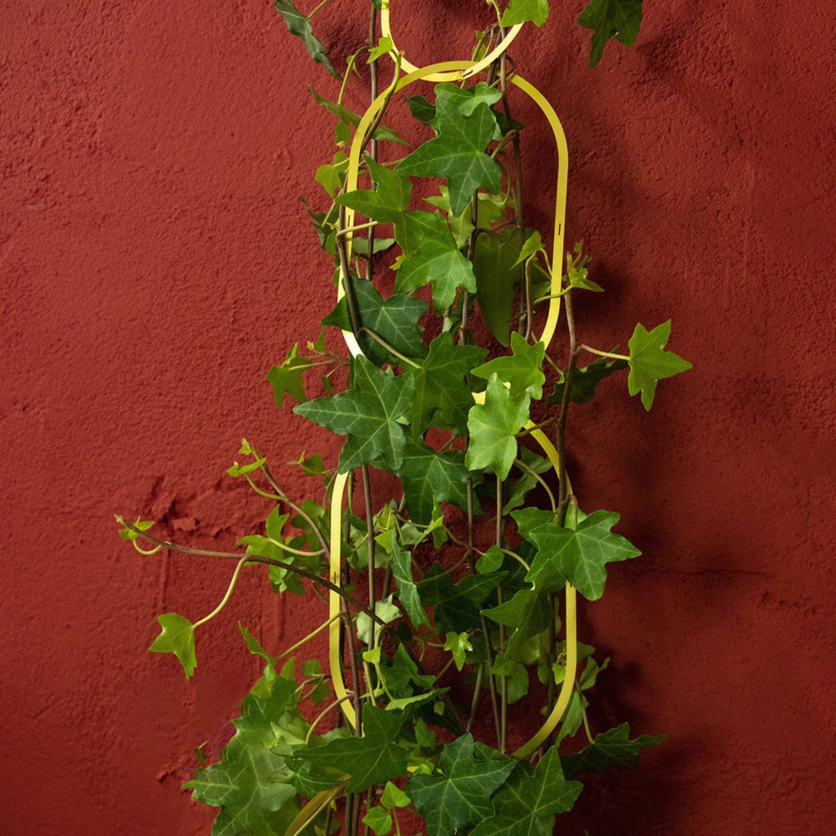 Botanopia Rankhilfe für Kletterpflanzen Brass