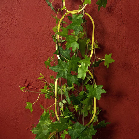 Botanopia Rankhilfe für Kletterpflanzen Brass