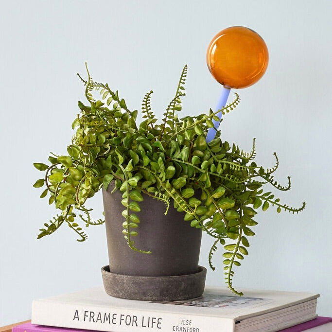Hübsch Bewässerungskugel „Flora Aqua Globe Bernstein/Blau“ | Pflanzenpflege | Hübsch