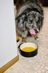 HAY Futternapf „Large Blue & Yellow“ | Farbakzent für den Alltag | HAY Dogs