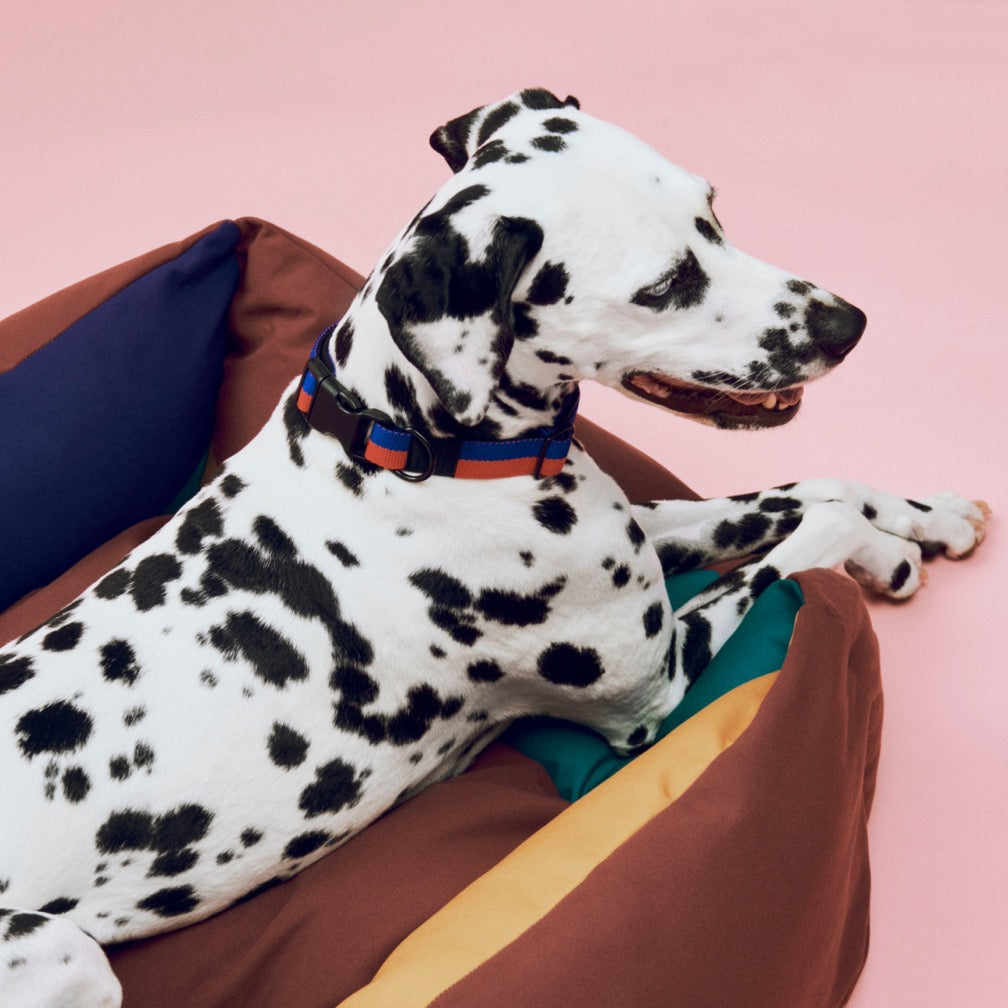 HAY Halsband „Flat Red & Blue (M/L)“ | Markanter Look | HAY Dogs