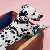 HAY Halsband „Flat Red & Blue (M/L)“ | Markanter Look | HAY Dogs