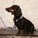 HAY Halsband „Flat Lavender & Green (S/M)“ | Sanft & modern | HAY Dogs