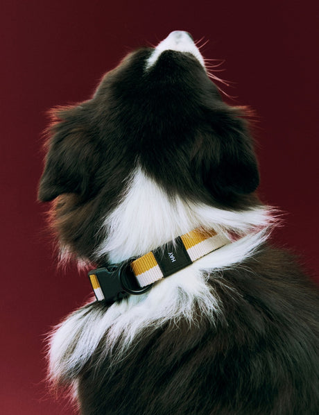HAY Halsband „Flat Off-White & Ochre (S/M)“ | Dezent & zeitlos | HAY Dogs