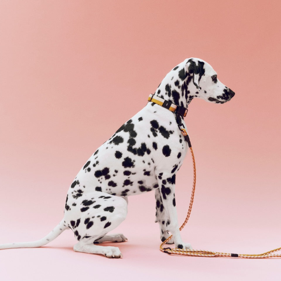 HAY Halsband „Flat Off-White & Ochre (M/L)“ | Klar & zeitlos | HAY Dogs