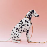 HAY Halsband „Flat Off-White & Ochre (M/L)“ | Klar & zeitlos | HAY Dogs