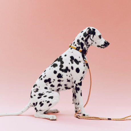HAY Halsband „Flat Off-White & Ochre (M/L)“ | Klar & zeitlos | HAY Dogs