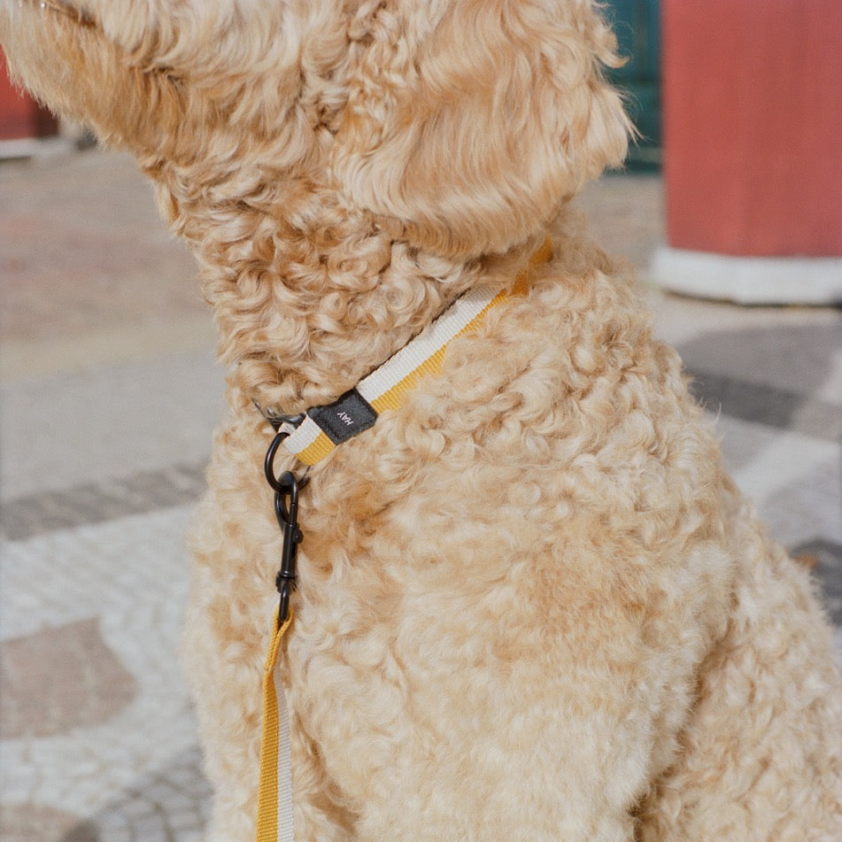 HAY Halsband „Flat Off-White & Ochre (M/L)“ | Klar & zeitlos | HAY Dogs