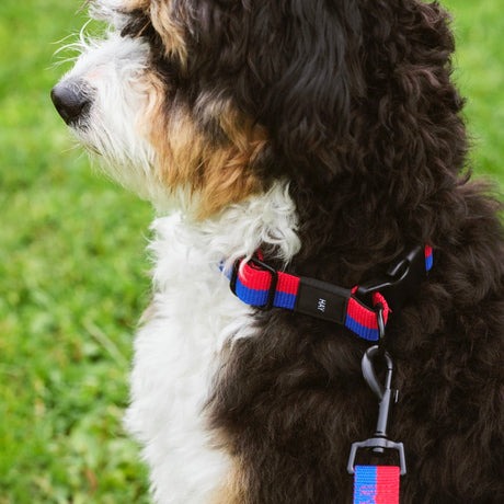HAY Halsband „Flat Red & Blue (S/M)“ | Farbiger Akzent | HAY Dogs