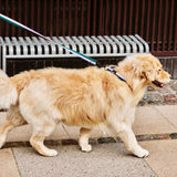 HAY Hundeleine „Flat Lavender & Green (M/L)“ | Angenehm in der Hand | HAY Dogs