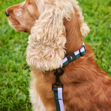 HAY Halsband „Flat Lavender & Green (M/L)“ | Komfortabel im Alltag | HAY Dogs