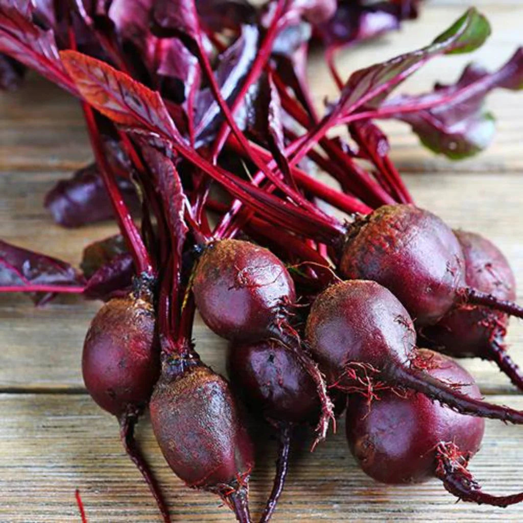 Piccolo Seeds Pflanzensamen "Beetroot" | Piccolo Seeds