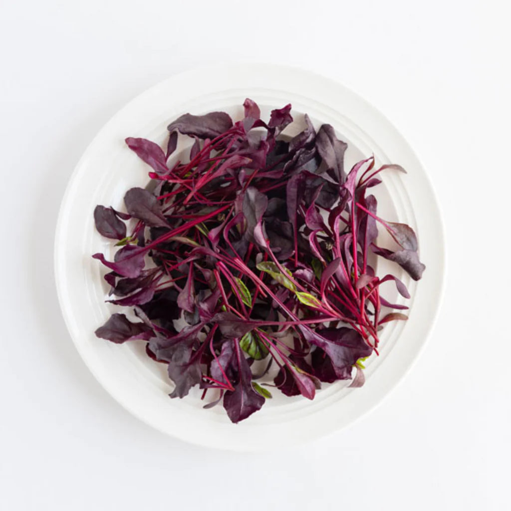 Piccolo Seeds Pflanzensamen "Beetroot" | Piccolo Seeds