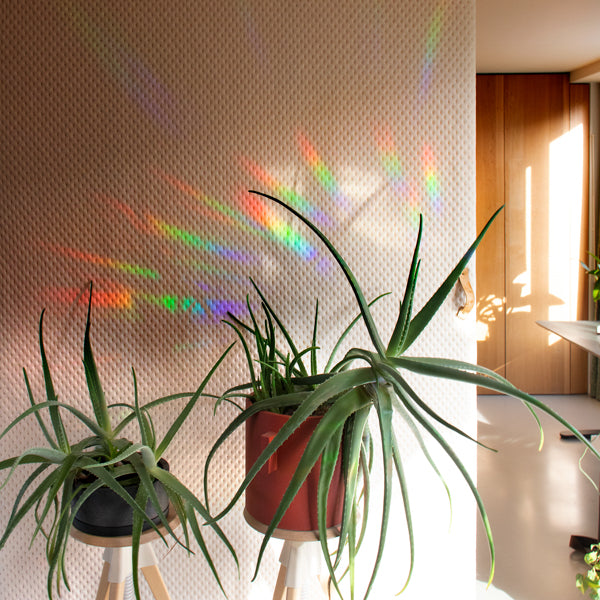 Botanopia Rainbow-Sticker Botanopia „Rainbow Drizzle“ | Regenbogen für dein Fenster