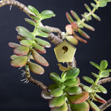 Botanopia Tiny Birdhouse für Zimmerpflanzen