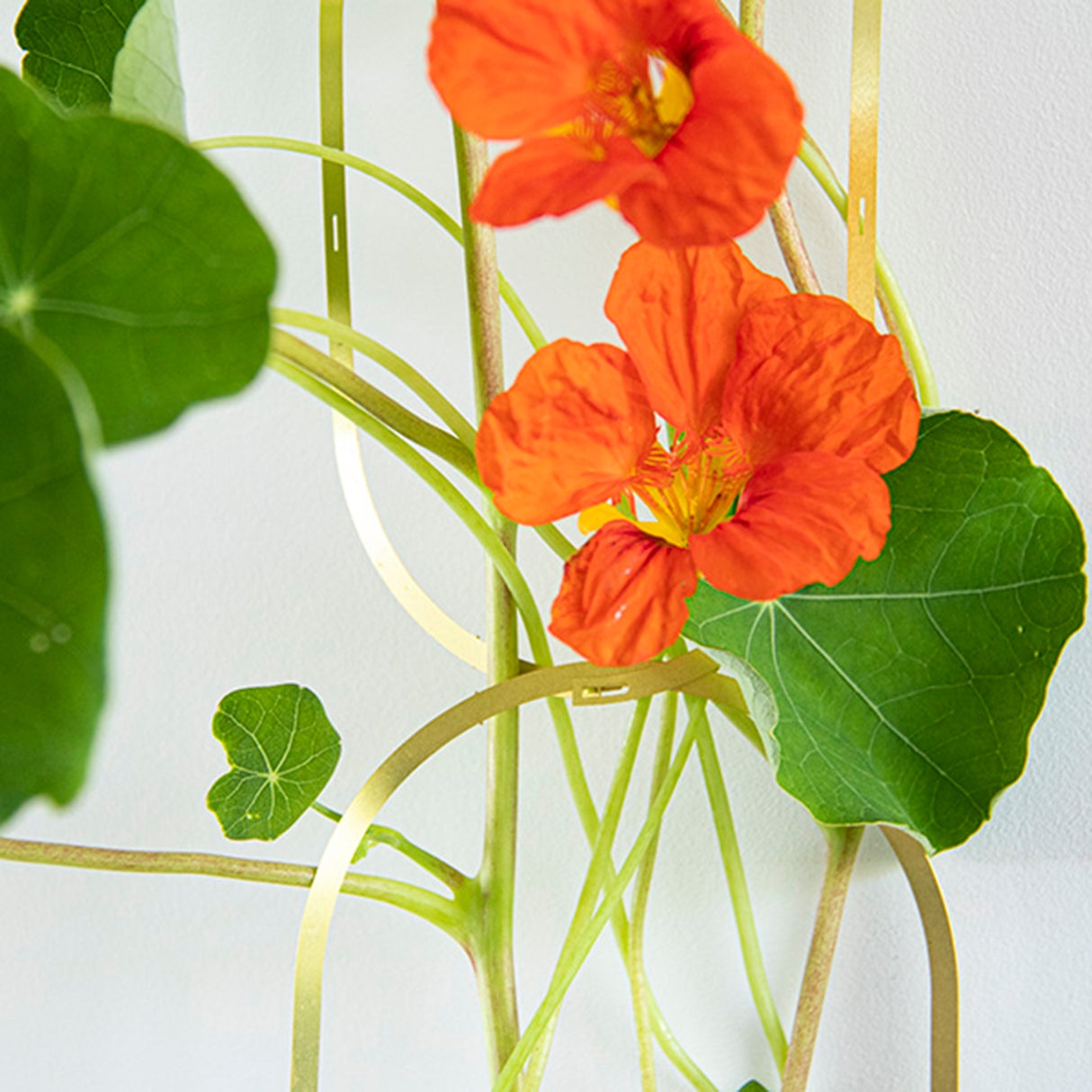 Botanopia Kletterblumen-Mix